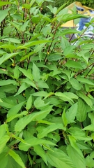 Corchorus capsularis