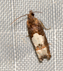 Eucosma parmatana
