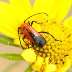 Crossidius coralinus