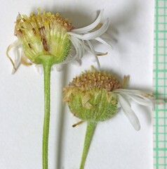Erigeron pumilus intermedius