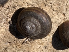 Helminthoglypta sanctaecrucis