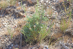 Erigeron pumilus intermedius