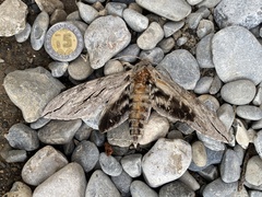 Sphinx leucophaeata