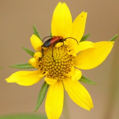 Crossidius coralinus