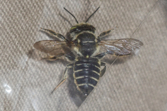 Megachile albitarsis