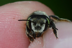 Megachile albitarsis