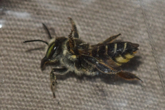 Megachile albitarsis