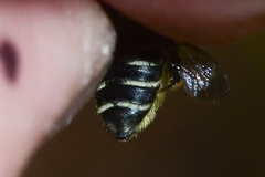 Megachile albitarsis