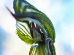 Pterostylis sargentii