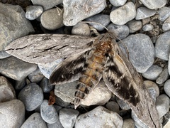 Sphinx leucophaeata