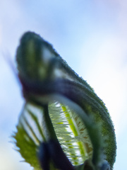 Pterostylis sargentii