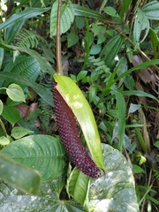 Anthurium andraeanum