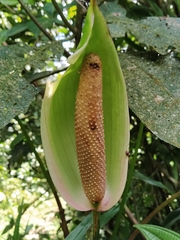 Anthurium andraeanum