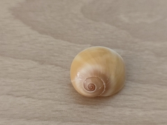 Natica spadicea