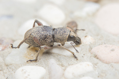 Metapocyrtus adspersus