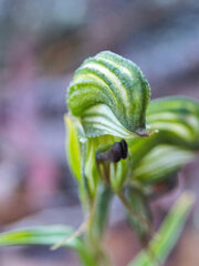 Pterostylis sargentii