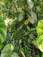 Anthurium andraeanum
