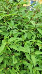 Corchorus capsularis