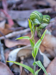 Pterostylis sargentii