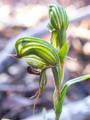 Pterostylis sargentii