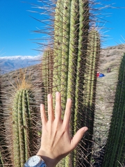 Trichocereus chiloensis