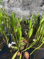 Sagittaria rigida