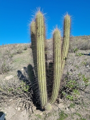 Trichocereus chiloensis