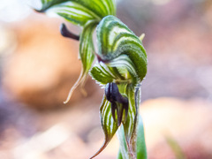 Pterostylis sargentii