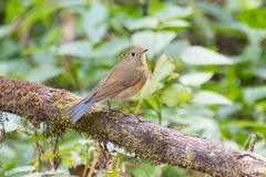 Tarsiger rufilatus