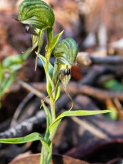 Pterostylis sargentii