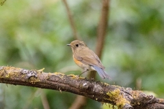 Tarsiger rufilatus