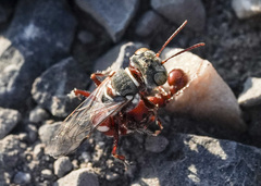 Clypeadon laticinctus