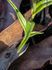 Pterostylis sargentii