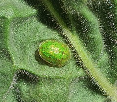 Cassida brevis