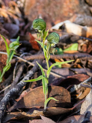Pterostylis sargentii