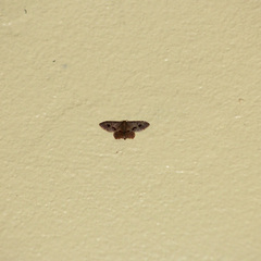 Idaea gospera