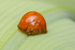 Chilocorus circumdatus