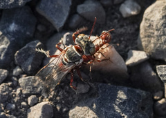 Clypeadon laticinctus