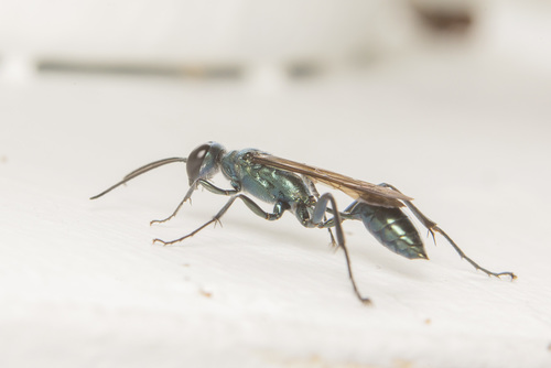 Oriental Mud-dauber Wasp