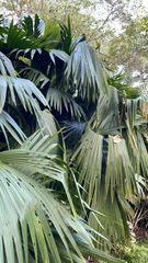 Carludovica palmata image