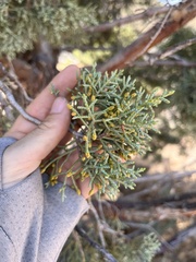 Cupressus stephensonii