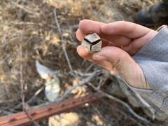 Cupressus stephensonii