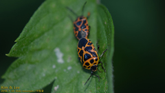 Eurydema
