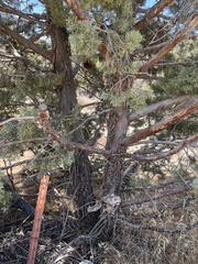 Cupressus stephensonii