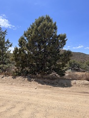 Cupressus stephensonii