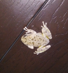 Hyla arenicolor