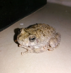 Hyla arenicolor