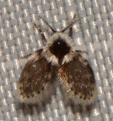 Lepiseodina conspicua