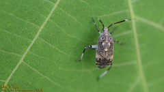 Eurystylus coelestialium