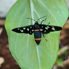 Amata cyssea